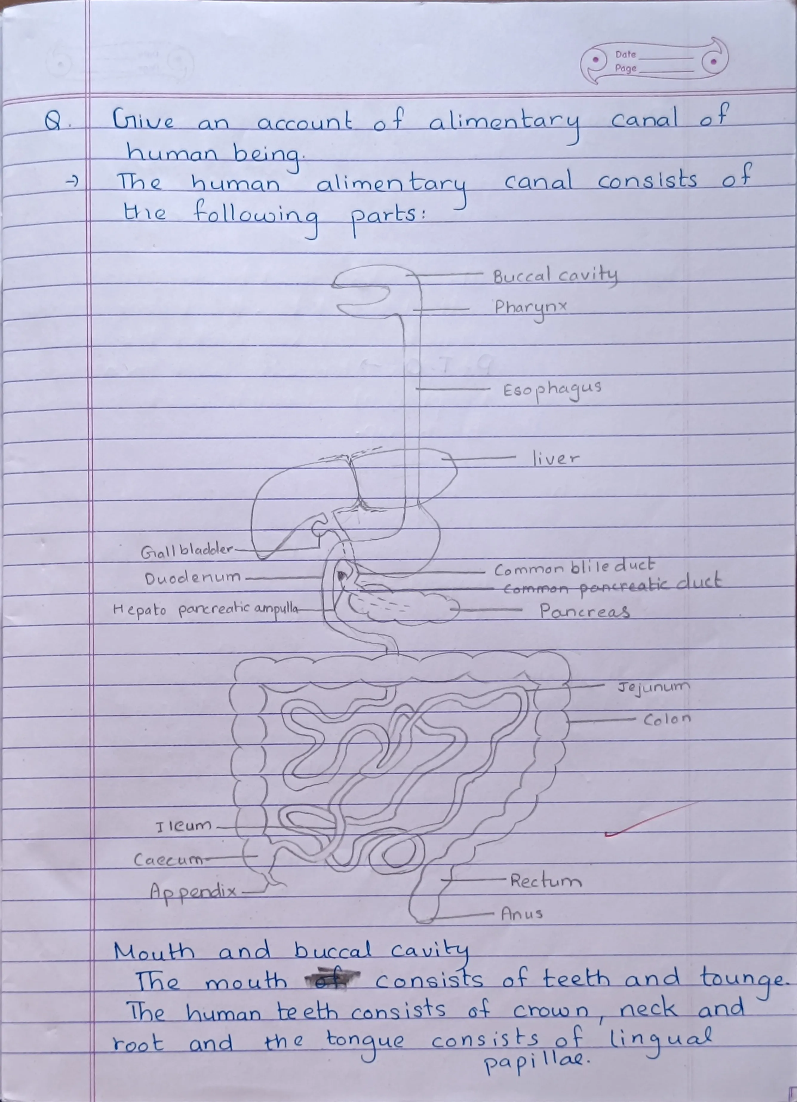 Digestive System - Page 1